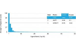 Analysis of Protein Array containing more than 19,000 full-length human proteins using Factor XIIIa Mouse Monoclonal Antibody (F13A1/1683) Z- and S- Score: The Z-score represents the strength of a signal that a monoclonal antibody (Monoclonal Antibody) (in combination with a fluorescently-tagged anti-IgG secondary antibody) produces when binding to a particular protein on the HuProtTM array. (F13A1 抗体  (AA 46-181))