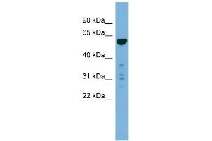 WB Suggested Anti-PTDSS2 Antibody Titration:  0. (PTDSS2 抗体  (N-Term))