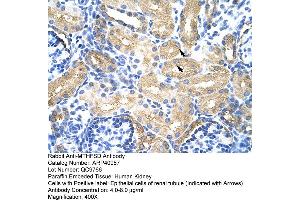 Rabbit Anti-MTHFSD Antibody  Paraffin Embedded Tissue: Human Kidney Cellular Data: Epithelial cells of renal tubule Antibody Concentration: 4. (MTHFSD 抗体  (N-Term))