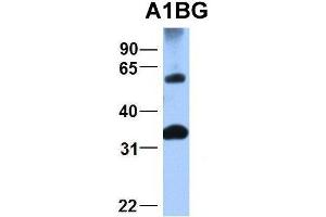 Western Blotting (WB) image for anti-alpha-1-B Glycoprotein (A1BG) (N-Term) antibody (ABIN2778136)