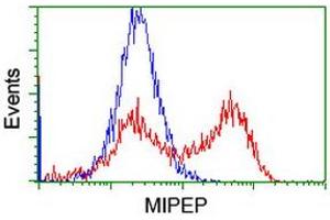 Image no. 2 for anti-Mitochondrial Intermediate Peptidase (MIPEP) (AA 174-516) antibody (ABIN1491018) (MIPEP 抗体  (AA 174-516))