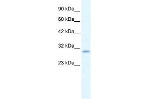 P2RX7 antibody used at 1. (P2RX7 抗体  (N-Term))