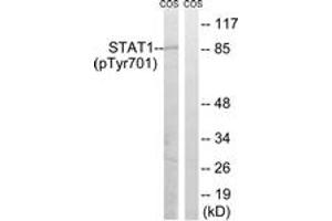 Western blot analysis of extracts from COS7 cells, using STAT1 (Phospho-Tyr701) Antibody. (STAT1 抗体  (pTyr701))