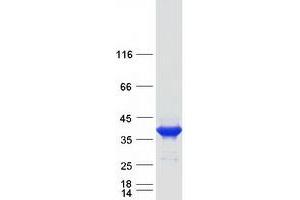 Western Blotting (WB) image for Fructose-1,6-Bisphosphatase 2 (FBP2) protein (Myc-DYKDDDDK Tag) (ABIN2720922)