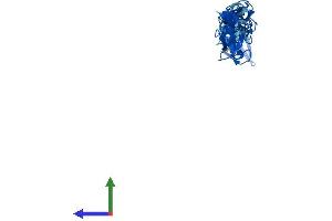 AlphaFold protein structure predicition of Mouse Recombinant Fhl2 Protein, UniprotID O70433