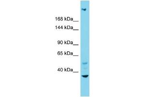 Host: Rabbit Target Name: INTS1 Sample Type: Fetal Liver lysates Antibody Dilution: 1. (INTS1 抗体  (N-Term))