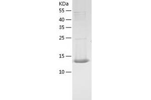 Western Blotting (WB) image for Cystatin E/M (CST6) (AA 29-149) protein (His-IF2DI Tag) (ABIN7122556)