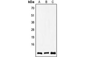 Western blot analysis of COX8A expression in A549 (A), SP2/0 (B), rat brain (C) whole cell lysates. (COX8A 抗体  (N-Term))
