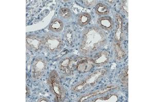Immunohistochemical staining (Formalin-fixed paraffin-embedded sections) of human kidney with OCLN monoclonal antibody, clone CL1608  shows membranous positivity in renal tubules. (Occludin 抗体  (AA 282-415))