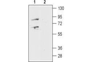 Western blot analysis of mouse brain lysate:1.