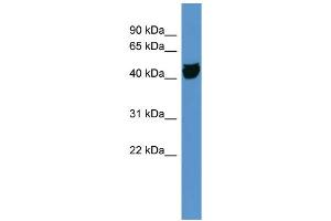 WB Suggested Anti-OR1S1 Antibody Titration: 0. (OR1S1 抗体  (C-Term))