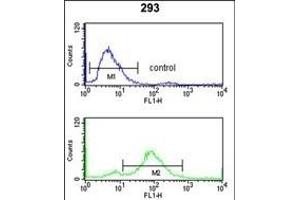 TNPO1 Antibody (N-term) (ABIN650673 and ABIN2838346) flow cytometry analysis of 293 cells (bottom histogram) compared to a negative control cell (top histogram). (Transportin 1 抗体  (N-Term))