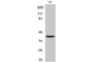 Western Blotting (WB) image for anti-NBPF1,9,10,12,14,15,16,20 (C-Term) antibody (ABIN3185770) (NBPF1,9,10,12,14,15,16,20 (C-Term) 抗体)