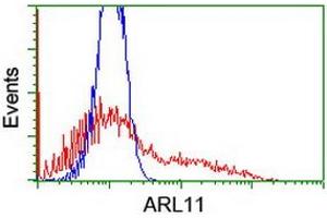 Image no. 1 for anti-ADP-Ribosylation Factor-Like 11 (ARL11) antibody (ABIN1496714) (ARL11 抗体)