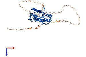 AlphaFold protein structure predicition of Mouse Recombinant Eri3 Protein, UniprotID Q8C460