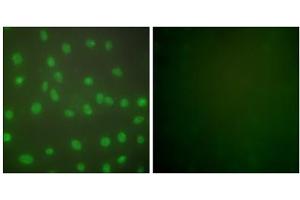 Immunofluorescence analysis of NIH/3T3 cells, using HDAC1 antibody (ABIN5976420). (HDAC1 抗体  (C-Term))