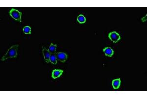 Immunofluorescent analysis of HepG2 cells using ABIN7166087 at dilution of 1:100 and Alexa Fluor 488-congugated AffiniPure Goat Anti-Rabbit IgG(H+L) (S100G 抗体  (AA 1-66))