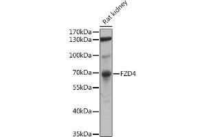 Western blot analysis of extracts of Rat kidney, using FZD4 antibody (ABIN6131550, ABIN6140841, ABIN6140842 and ABIN6224186) at 1:1000 dilution. (FZD4 抗体  (AA 37-222))