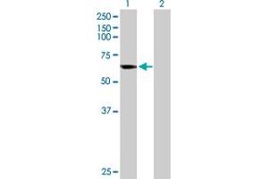 Western Blot analysis of CYP4B1 expression in transfected 293T cell line by CYP4B1 MaxPab polyclonal antibody.