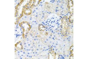 Immunohistochemistry (IHC) image for anti-Striatin, Calmodulin Binding Protein 3 (STRN3) (AA 200-460) antibody (ABIN6148646)