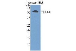 Western Blotting (WB) image for anti-Granzyme M (Lymphocyte Met-Ase 1) (GZMM) (AA 19-251) antibody (ABIN1859111) (GZMM 抗体  (AA 19-251))