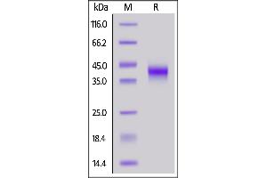 Biotinylated Human FOLR1, His,Avitag on  under reducing (R) condition. (FOLR1 Protein (AA 25-233) (His tag,AVI tag,Biotin))