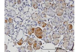 Image no. 1 for anti-Angiopoietin 4 (ANGPT4) (AA 25-112) antibody (ABIN599558) (Angiopoietin 4 抗体  (AA 25-112))