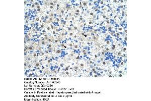 Rabbit Anti-SF3B1 Antibody  Paraffin Embedded Tissue: Human Liver Cellular Data: Hepatocytes Antibody Concentration: 4. (SF3B1 抗体  (N-Term))