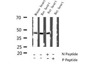 Western blot analysis of Phospho-GATA4 (Ser262) expression in various lysates (GATA4 抗体  (pSer262))