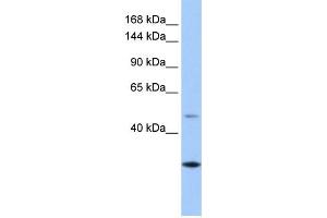 WB Suggested Anti-CLMN Antibody Titration: 0. (CLMN 抗体  (C-Term))