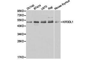 Western Blotting (WB) image for anti-Killer Cell Immunoglobulin-Like Receptor, three Domains, Long Cytoplasmic Tail, 1 (KIR3DL1) antibody (ABIN1873417) (KIR3DL1 抗体)