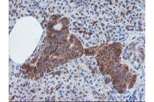Image no. 2 for anti-Crystallin, Zeta, Homolog antibody (ABIN1497654) (CRYZL1 抗体)
