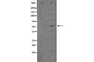 Western blot analysis of extracts from LOVO cells, using MRPS30 antibody. (MRPS30 抗体  (C-Term))