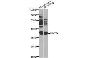 Western blot analysis of extracts of various cell lines, using WNT7A Antibody (ABIN6292487) at 1:1000 dilution. (WNT7A 抗体)