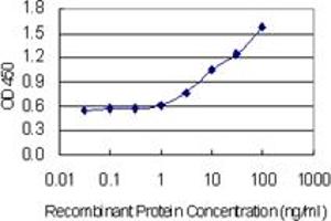 Detection limit for recombinant GST tagged GABARAP is 0. (GABARAP 抗体  (AA 1-117))