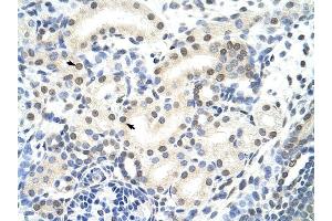 SNRP70 antibody was used for immunohistochemistry at a concentration of 4-8 ug/ml to stain Epithelial cells of renal tubule (arrows) in Human Kidney. (SNRNP70 抗体)