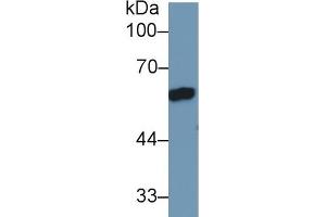 Western Blotting (WB) image for anti-Serpin Family C Member 1 (SERPINC1) (AA 150-426) antibody (ABIN7429274)