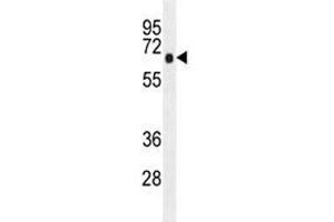AMPK alpha antibody western blot analysis in K562 lysate. (AMPK alpha 抗体)