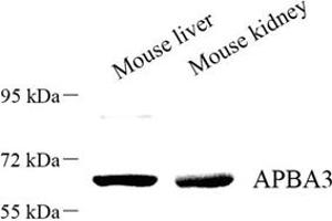 Western blot analysis of APBA3 (ABIN7073039) at dilution of 1: 500 (APBA3 抗体)