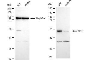 Western blotting analysis using DEK antibody (ABIN7798303). (Recombinant DEK 抗体)