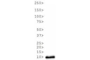 Western Blot of Rabbit Anti-Histone H3 [Asym-dimethyl Arg17] Antibody. (Histone 3 抗体  (H3R17me2a))