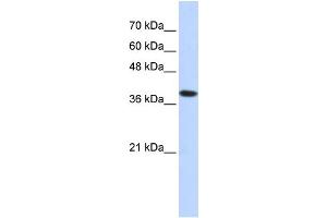 WB Suggested Anti-ATP4B Antibody Titration:  0. (ATP4b 抗体  (Middle Region))