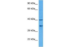 Host:  Rabbit  Target Name:  IRF1  Sample Tissue:  Rat Liver  Antibody Dilution:  1ug/ml (IRF1 抗体  (N-Term))