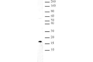 Histone H3 dimethyl Lys36 antibody tested by Western blot. (Histone 3 抗体  (H3K36me2))