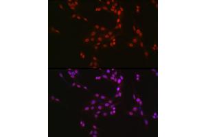 Immunofluorescence analysis of U2OS cells using CREB1 Rabbit pAb (ABIN7266053) at dilution of 1:50 (40x lens). (CREB1 抗体  (AA 1-341))