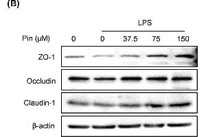 Western Blotting (WB) image for anti-Occludin (OCLN) (AA 263-522) antibody (ABIN6144996)