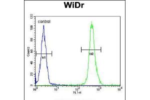 Flow cytometric analysis of WiDr cells (right histogram) compared to a negative control cell (left histogram). (VPS26A 抗体  (AA 263-291))
