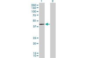 Western Blot analysis of MAPK13 expression in transfected 293T cell line by MAPK13 MaxPab polyclonal antibody. (MAPK13 抗体  (AA 1-365))