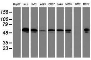 Image no. 1 for anti-Tubulin, alpha-Like 3 (TUBAL3) (AA 150-446) antibody (ABIN1490957)