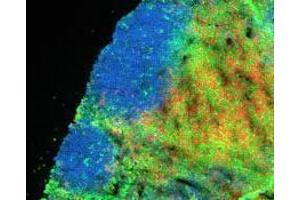 Immunofluorescence (IF) image for anti-CD8a Molecule (CD8A) antibody (Alexa Fluor 647) (ABIN2657864) (CD8 alpha 抗体  (Alexa Fluor 647))